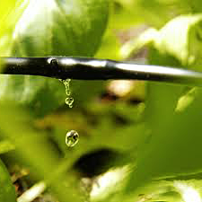 Our Lincoln California specialists install drip irrigation lines 